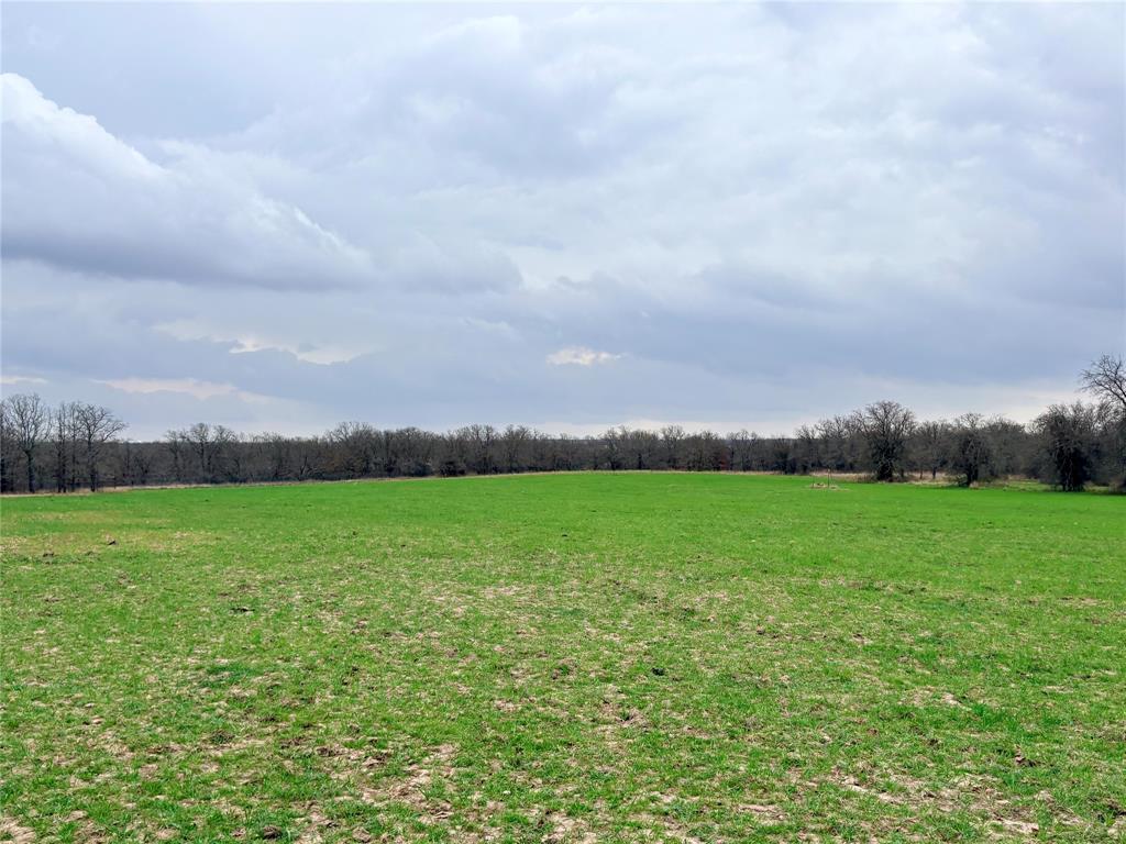a view of a field of grass and trees