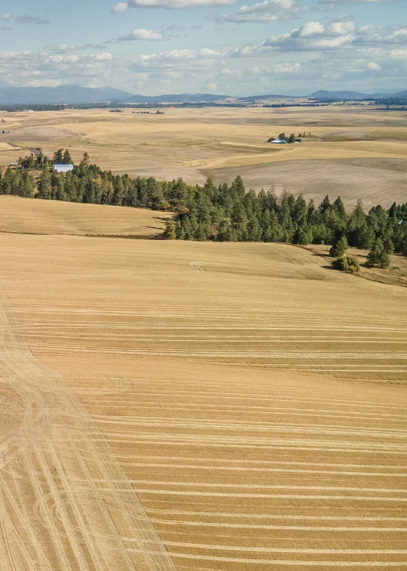 19207 South Harvard Road Rockford, WA 99030 - Photo 3 of 5