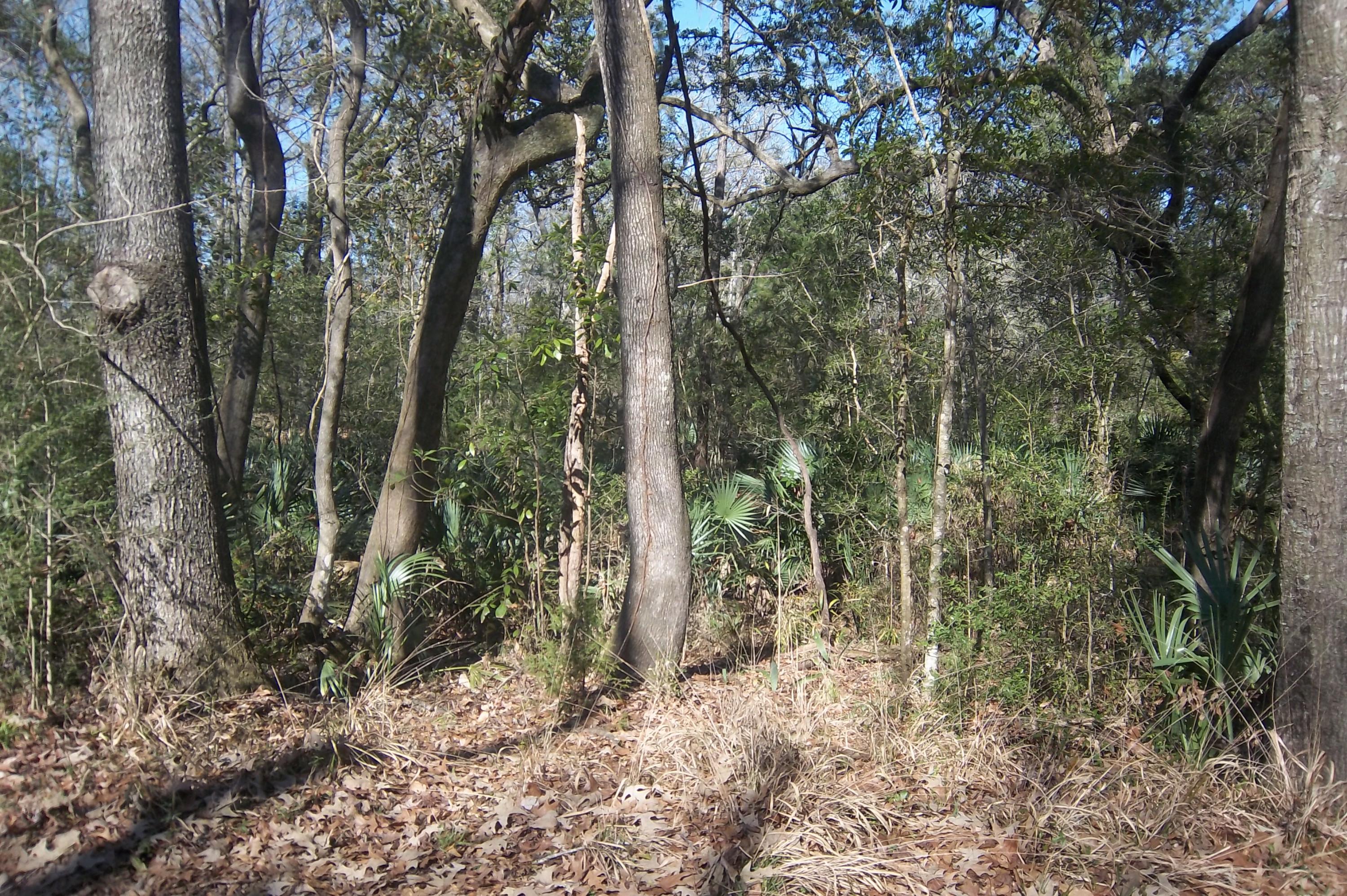 Lot 31 Jean Laffite Road Hollywood, SC 29449 - Photo 3 of 13 Close up of greats trees