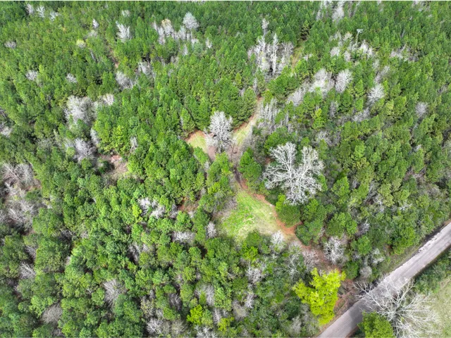 a view of a lush green forest
