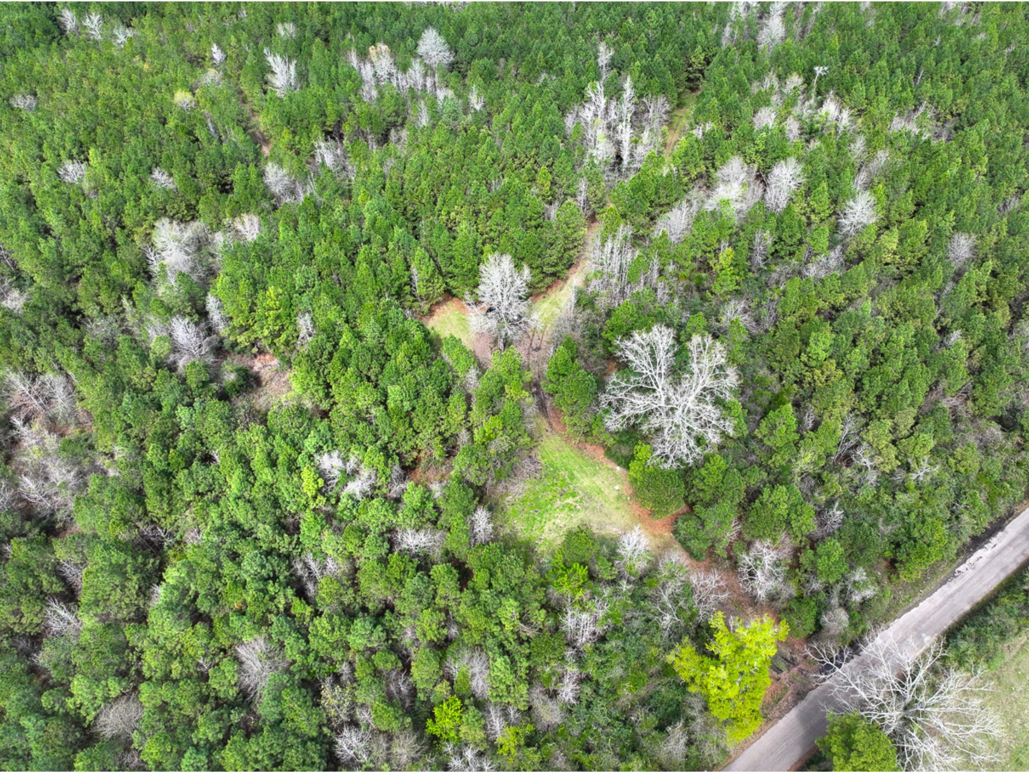 3 Eugene Walker Road Huntington, TX 75949 - Photo 14 of 17 a view of a lush green forest