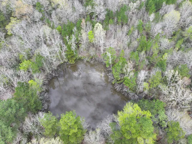 a view of a yard with plants and a bench