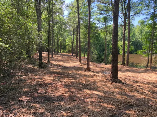 a view of a forest with trees