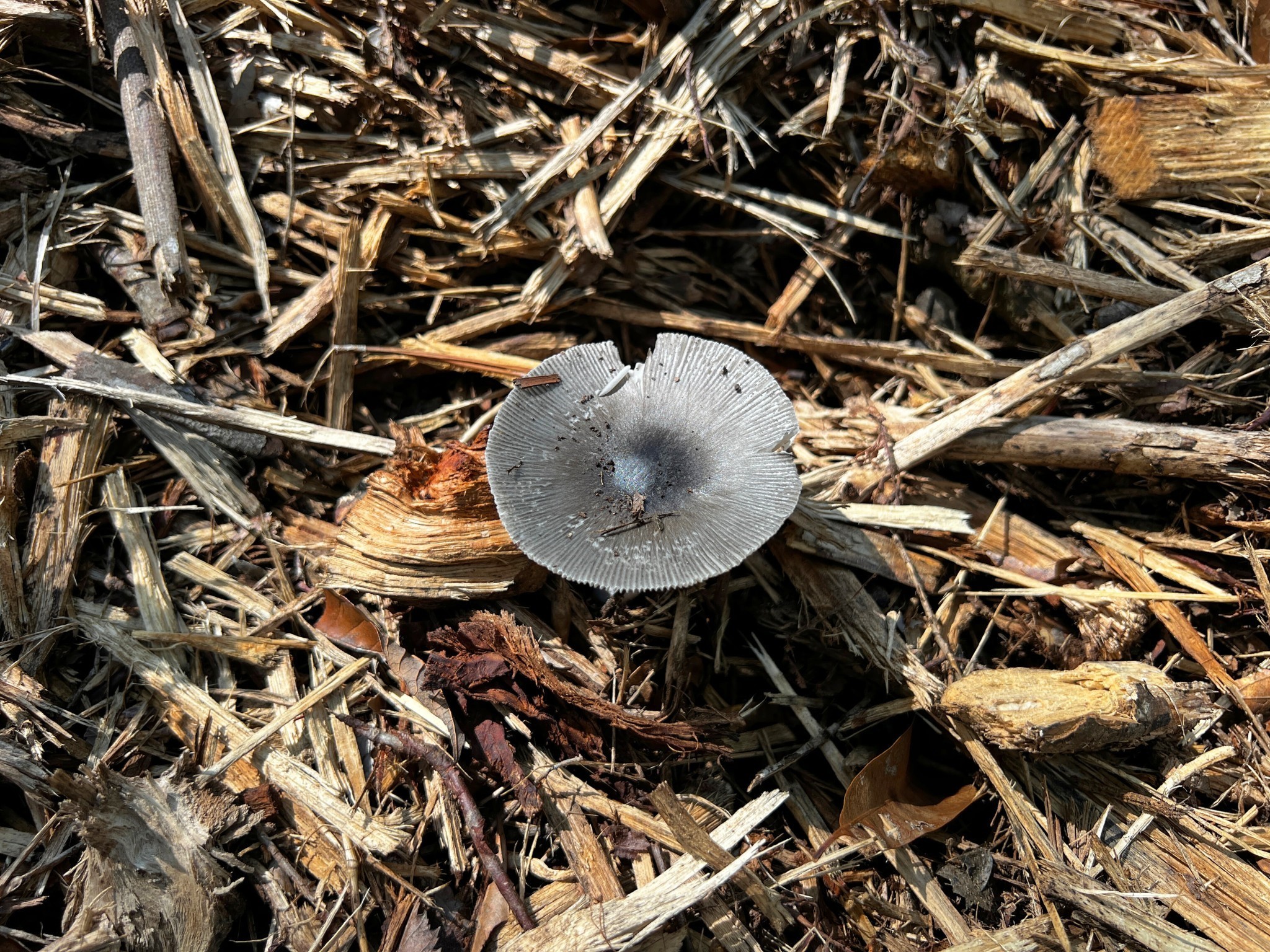 3 Eugene Walker Road Huntington, TX 75949 - Photo 6 of 17 a backyard of a gym with equipment