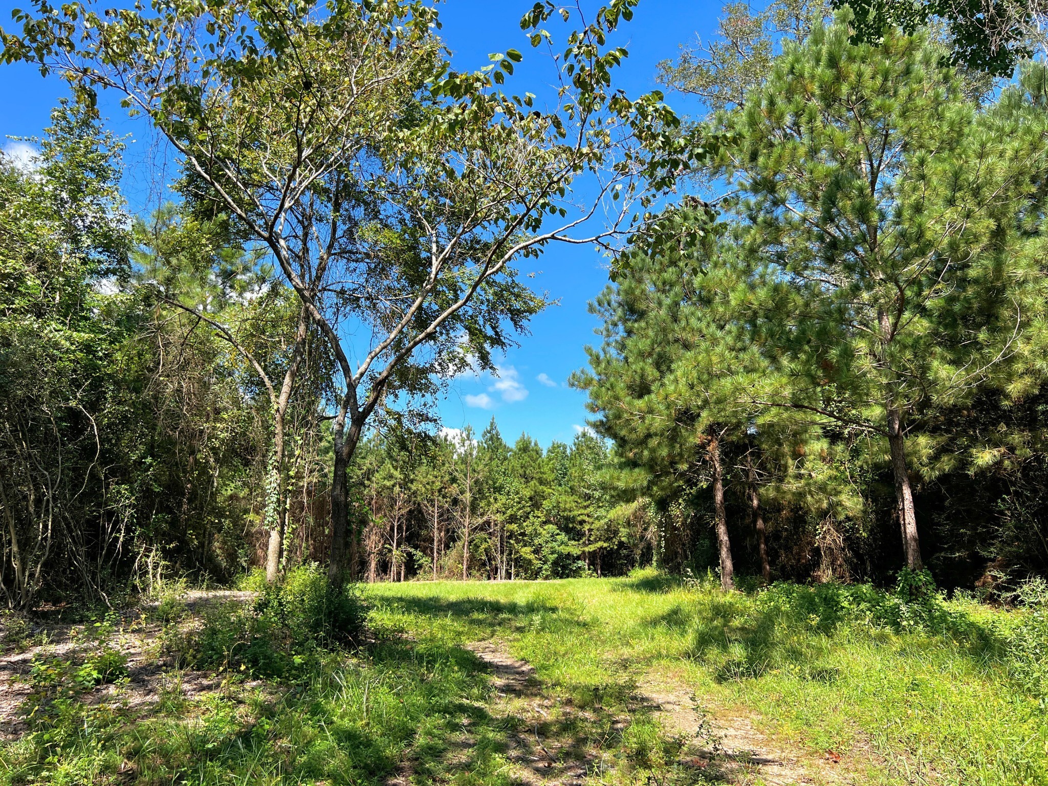 3 Eugene Walker Road Huntington, TX 75949 - Photo 9 of 17 a backyard of a house with a yard and outdoor seating