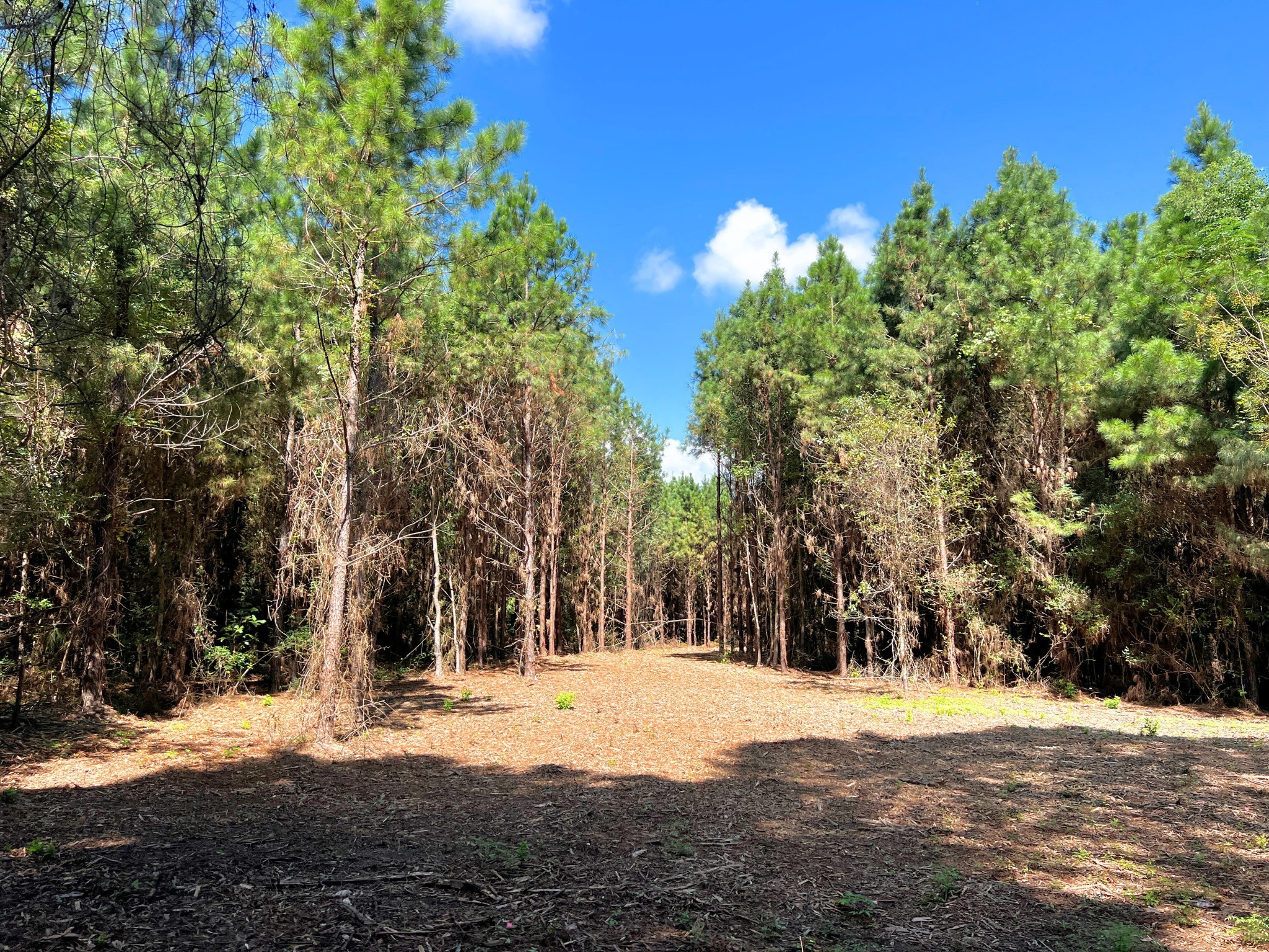3 Eugene Walker Road Huntington, TX 75949 - Photo 10 of 17 a view of road with trees