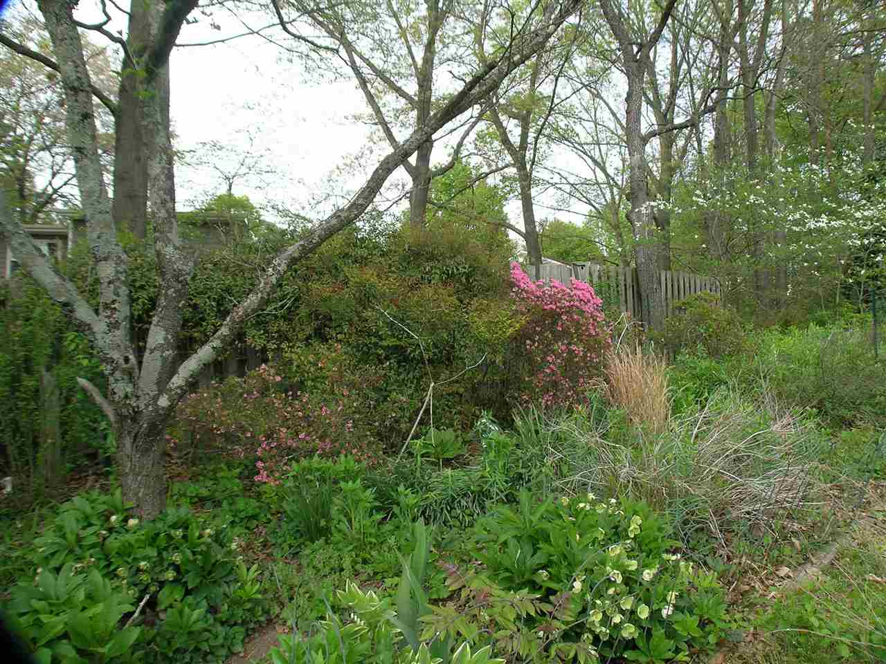 1244 Holmes Avenue Charlottesville, VA 22901 - Photo 19 of 19 a view of a forest