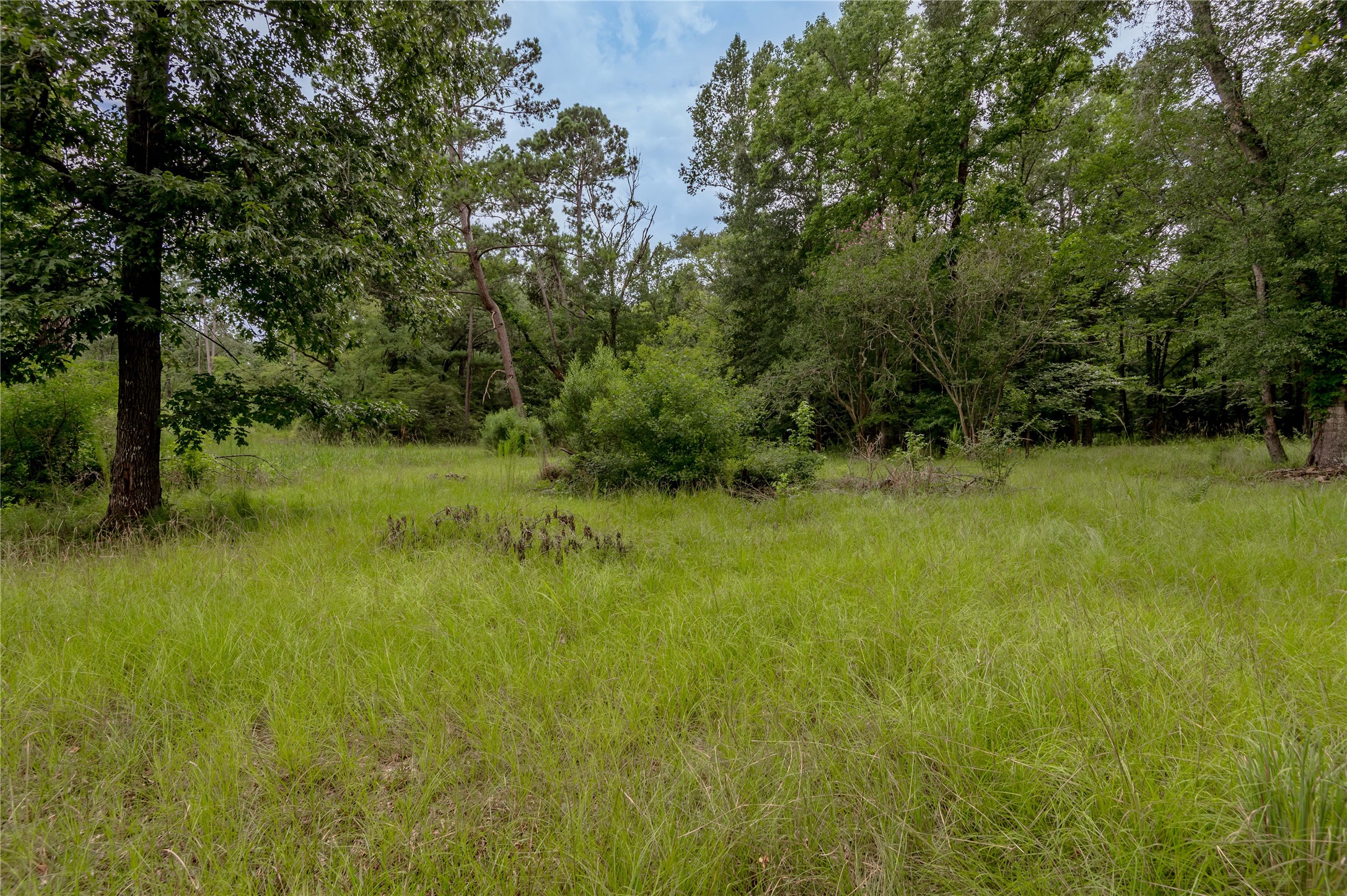 438 Cody Road Trinity, TX 75862 - Photo 10 of 50 Wooded area with tall trees and grassy terrain, offering a serene, natural setting ideal for privacy and tranquility.