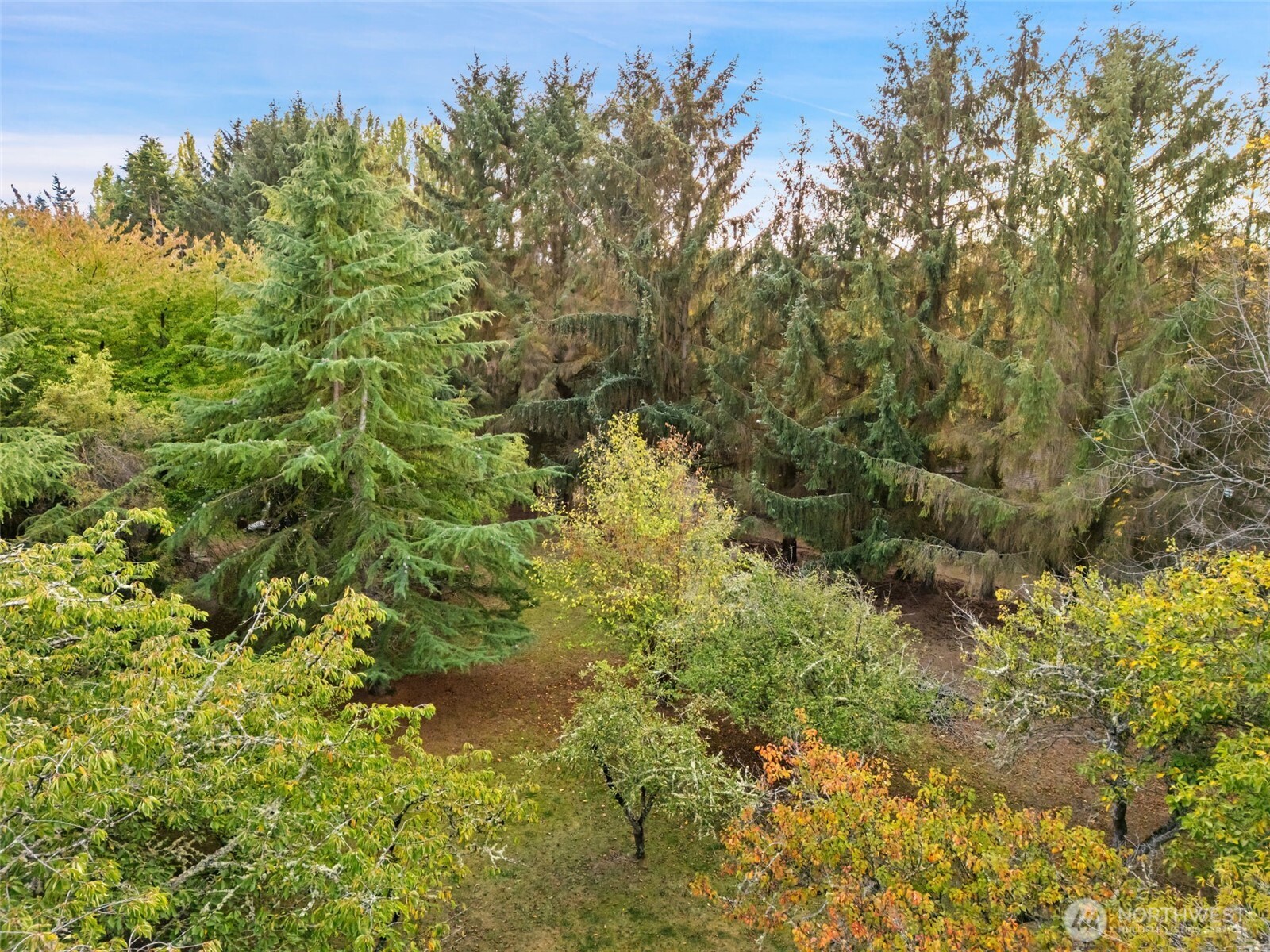 110 Marchbanks Road Sequim, WA 98382 - Photo 26 of 35 a view of a forest with a tree