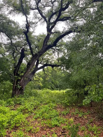 a view of a tree in a yard