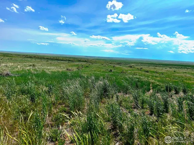 a view of a big yard with lots of green space