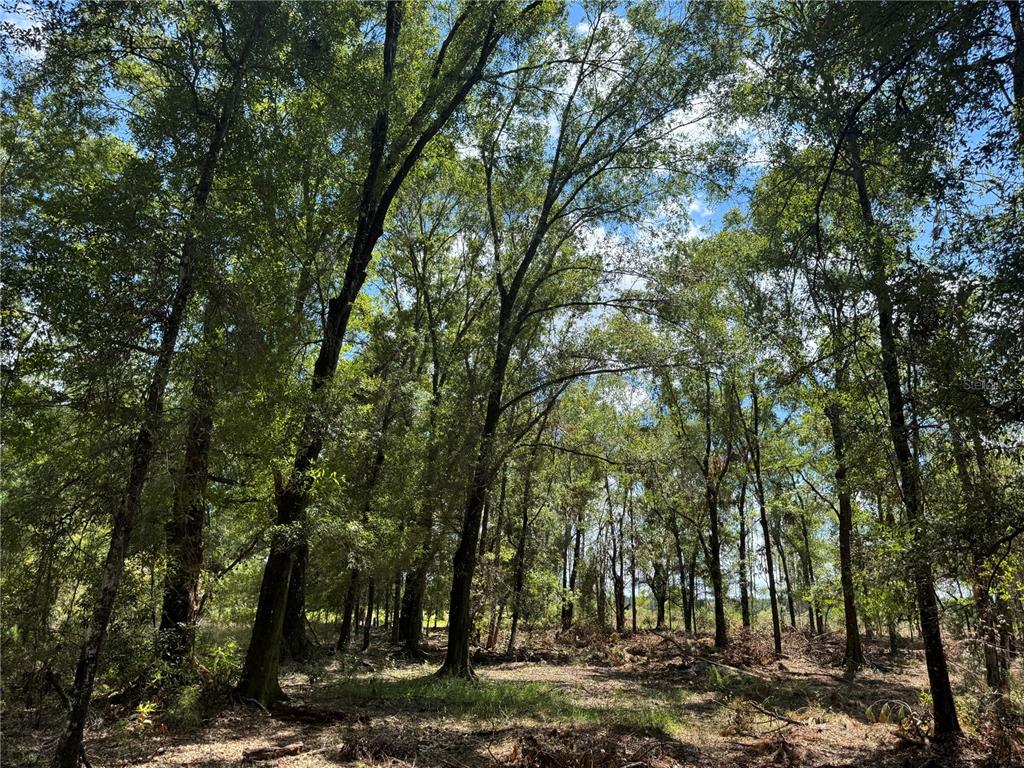 1475 Northeast Rd Gainesville Road Waldo, FL 32694 - Photo 12 of 22