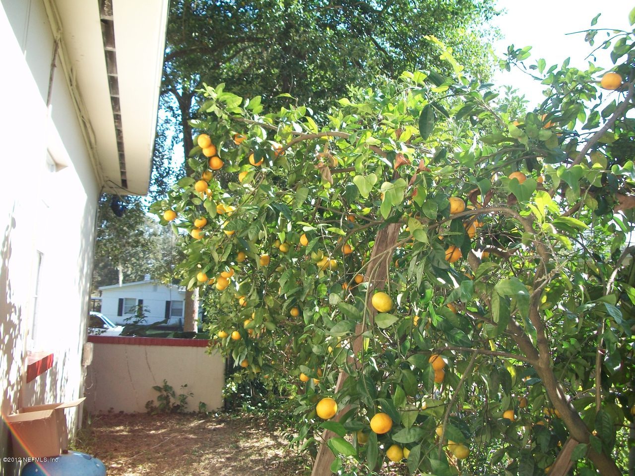 6038 Stetson Road Jacksonville, FL 32217 - Photo 14 of 55 Fruit Tree