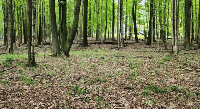 a view of outdoor space with green space