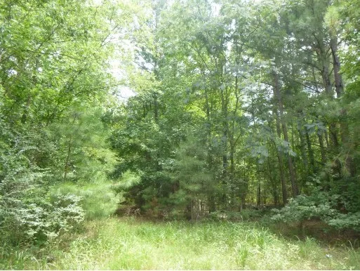 a view of a lush green forest
