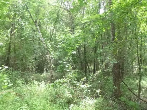 a view of a lush green forest