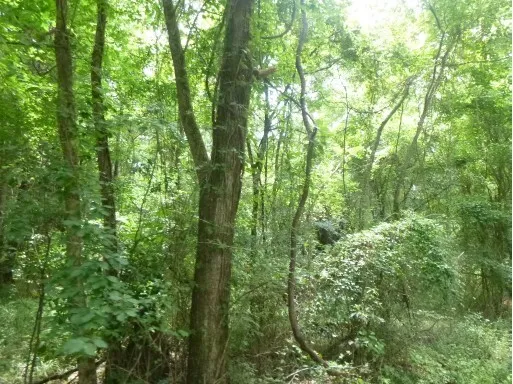 a view of a forest with trees