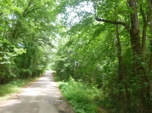a view of a forest that has large trees