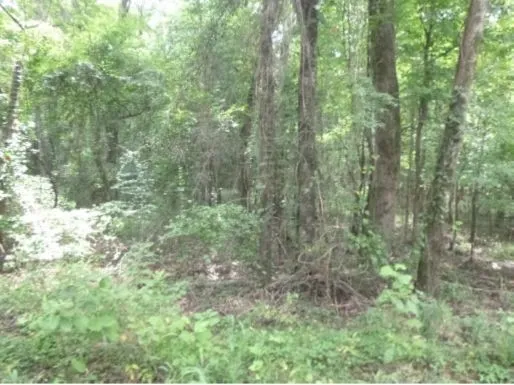 a view of a forest with trees in the background