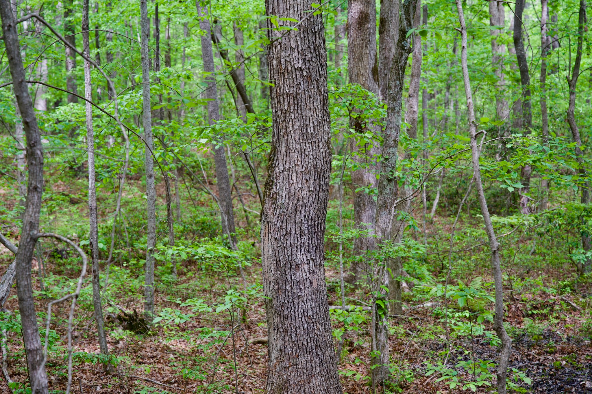 0 Hills Cemetery Road Spencer, TN 38585 - Photo 18 of 19 a plant in a garden