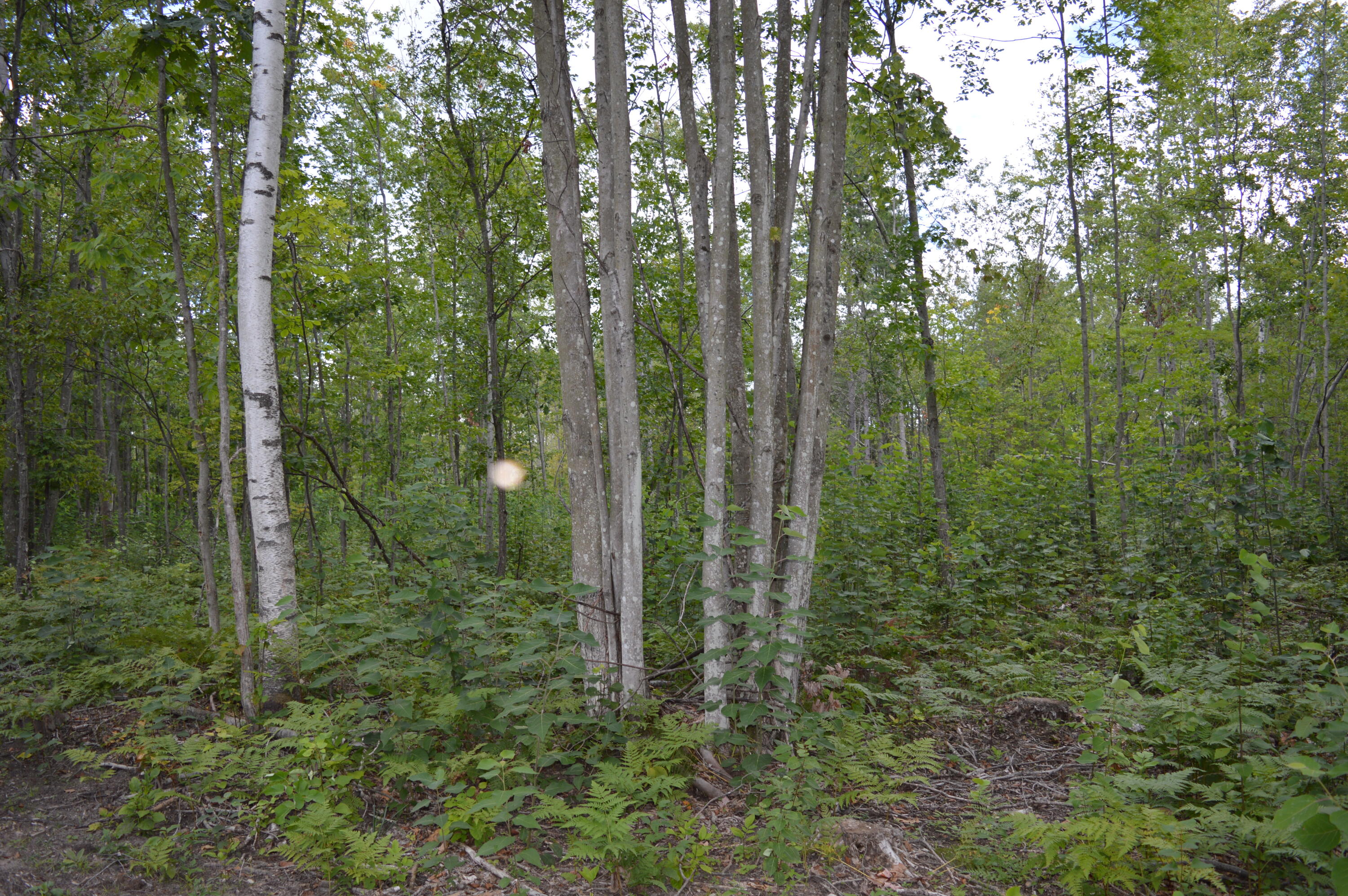 East County Line Road South Branch, MI 48761 - Photo 61 of 87 Gallery Image 61