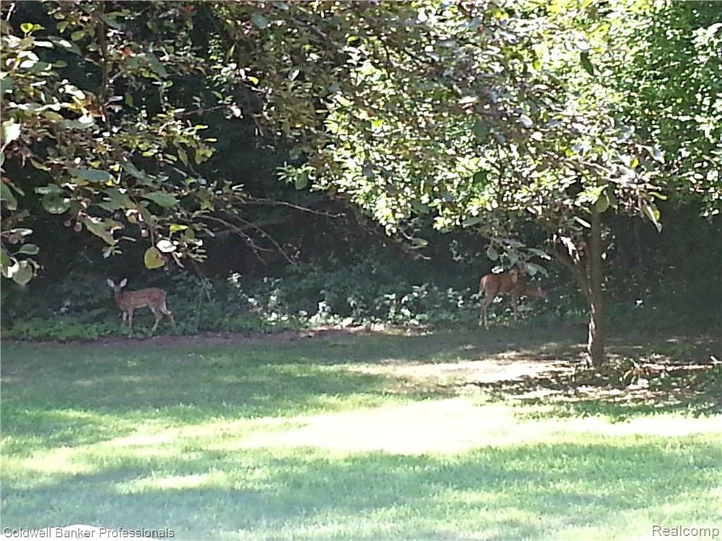 9660 Andersonville Road Clarkston, MI 48346 - Photo 15 of 53 deer1.jpg