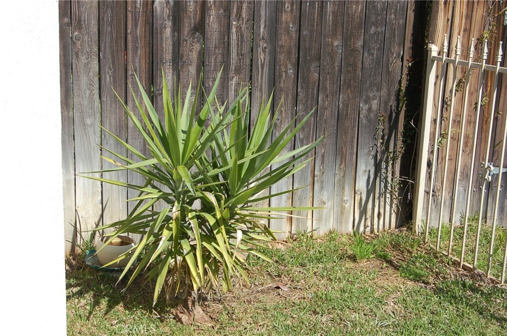 7731 Evans Street Riverside, CA 92504 - Photo 13 of 22 a close view of backyard with plants