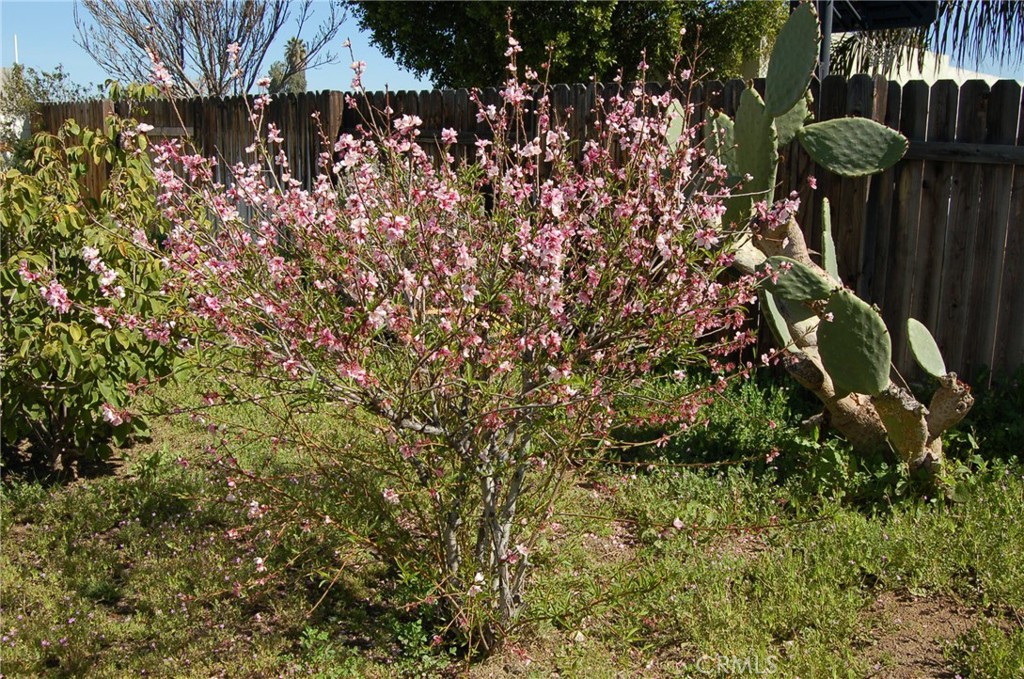 7731 Evans Street Riverside, CA 92504 - Photo 16 of 22 a backyard of a house with lots of green space