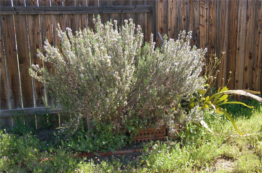 7731 Evans Street Riverside, CA 92504 - Photo 17 of 22 a view of a lake with a building in the background