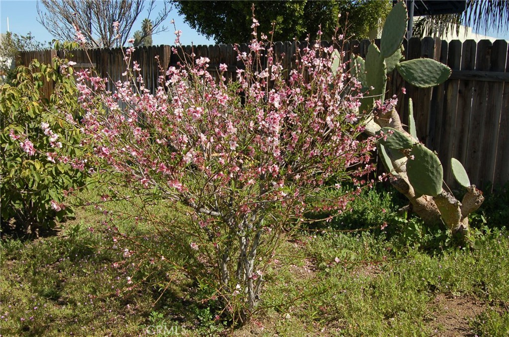 7731 Evans Street Riverside, CA 92504 - Photo 19 of 22 a backyard of a house with lots of green space
