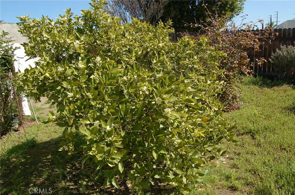 7731 Evans Street Riverside, CA 92504 - Photo 21 of 22 a view of a tree
