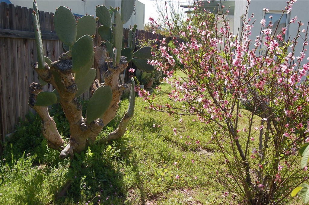 7731 Evans Street Riverside, CA 92504 - Photo 22 of 22 a view of a plant