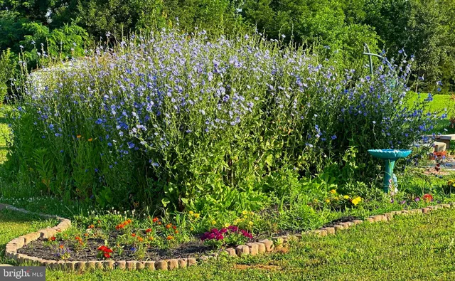 a view of a garden with a flower