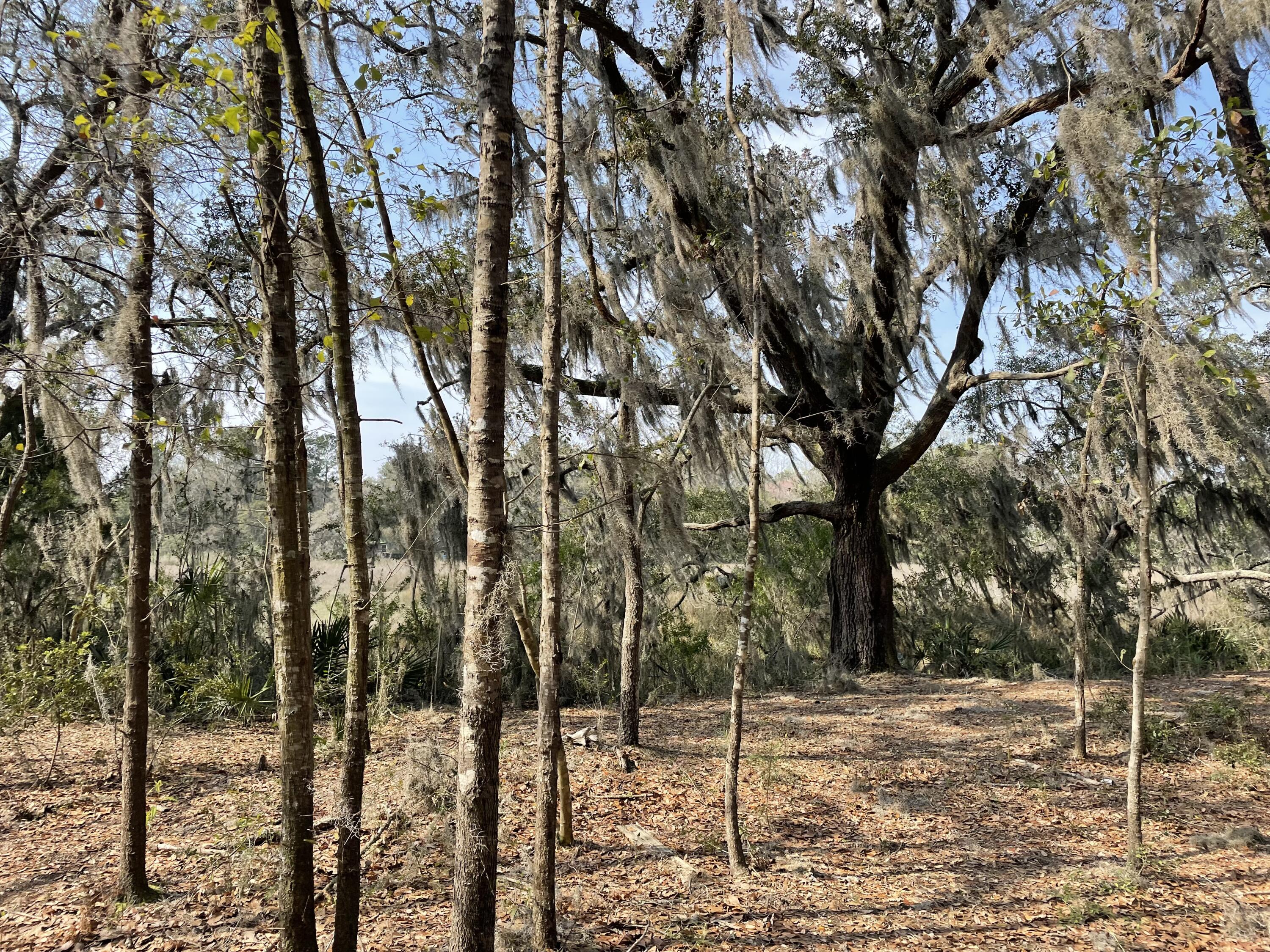 558 River Road Johns Island, SC 29455 - Photo 6 of 35 trees marsh
