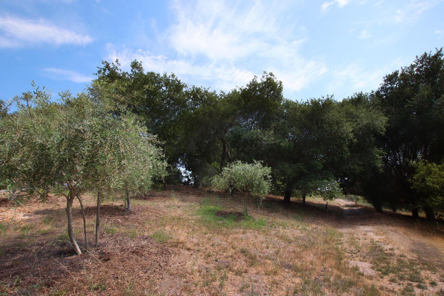 434 Old Smith Road Watsonville, CA 95076 - Photo 48 of 61 a view of a forest filled with trees