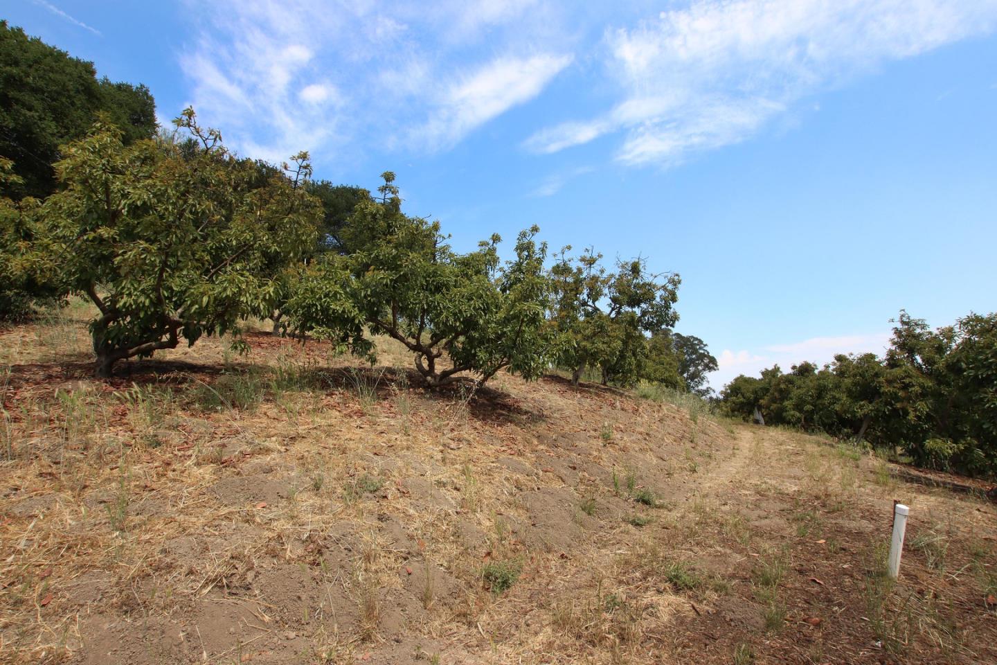 434 Old Smith Road Watsonville, CA 95076 - Photo 5 of 61 a backyard of a house with lots of green space