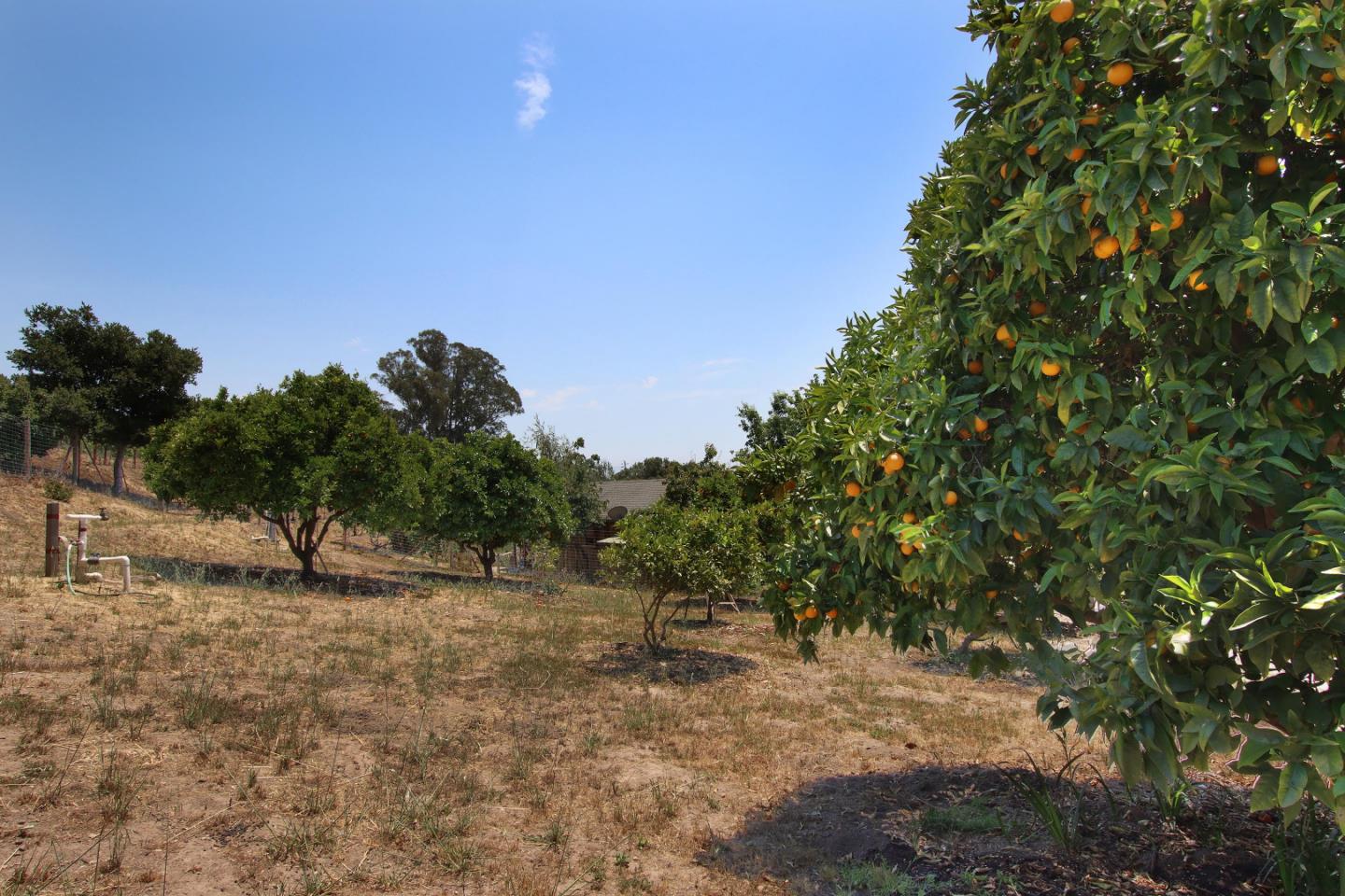 434 Old Smith Road Watsonville, CA 95076 - Photo 6 of 61 a view of a dry yard with trees