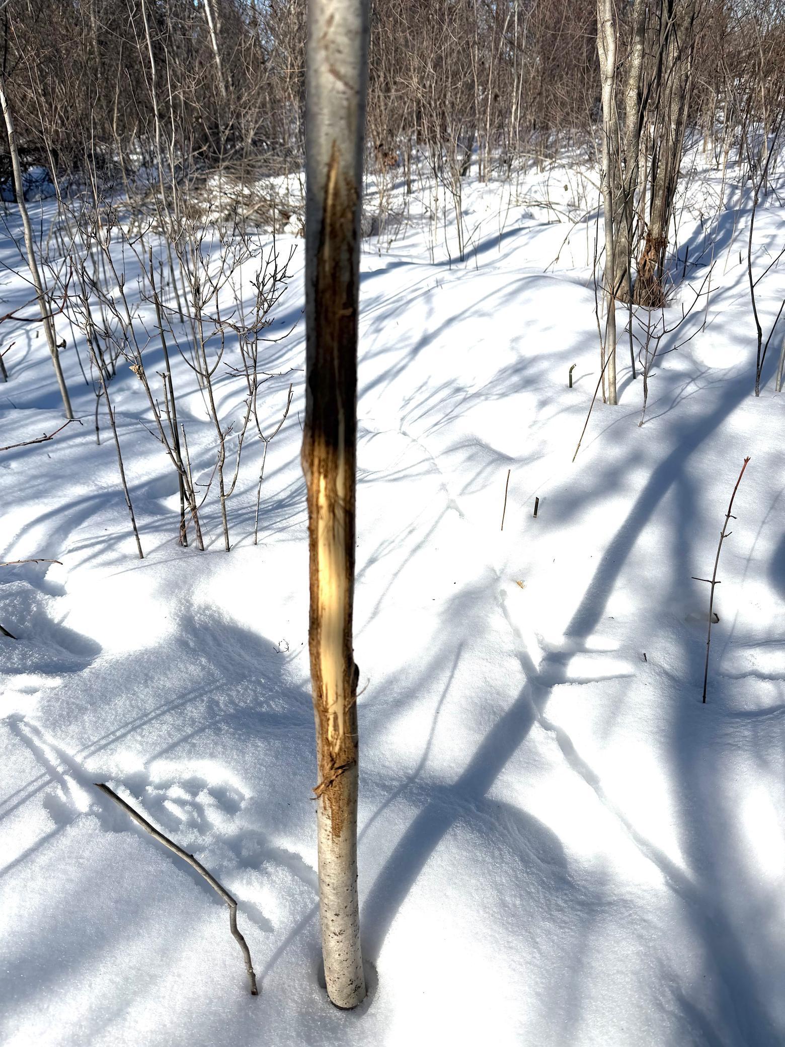 Tbd 320th Street Stacy, MN 55079 - Photo 35 of 35