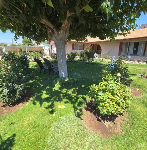 a view of a garden with a tree
