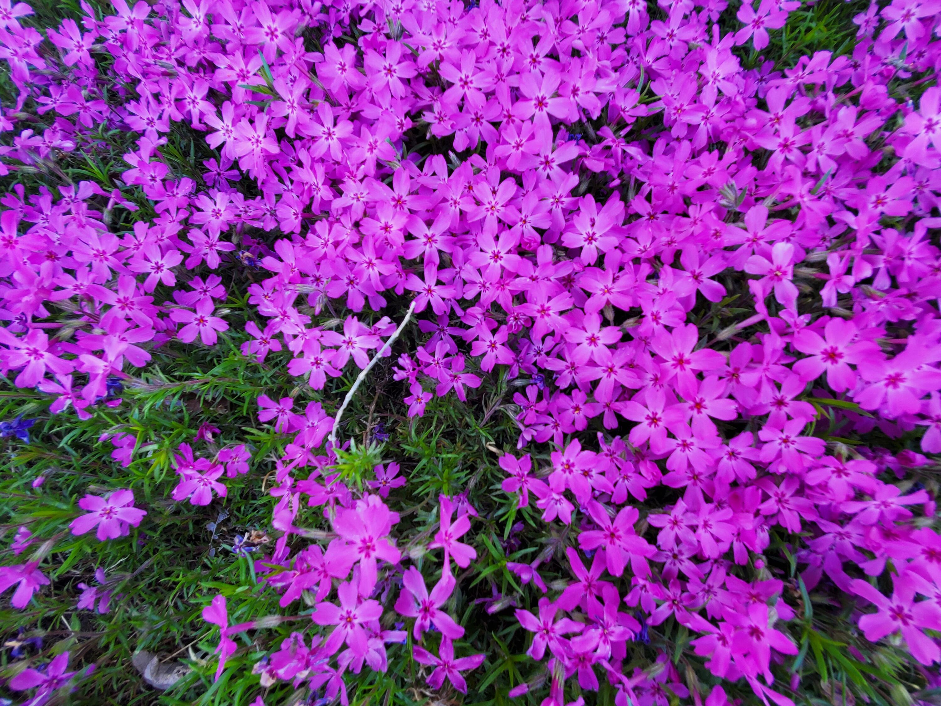 2010 McCoy Road Greeneville, TN 37743 - Photo 7 of 59 Flowers