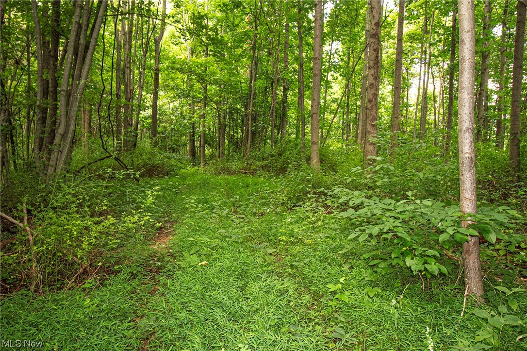 Union Hill Road Kimbolton, OH 43749 - Photo 12 of 24 View of nature