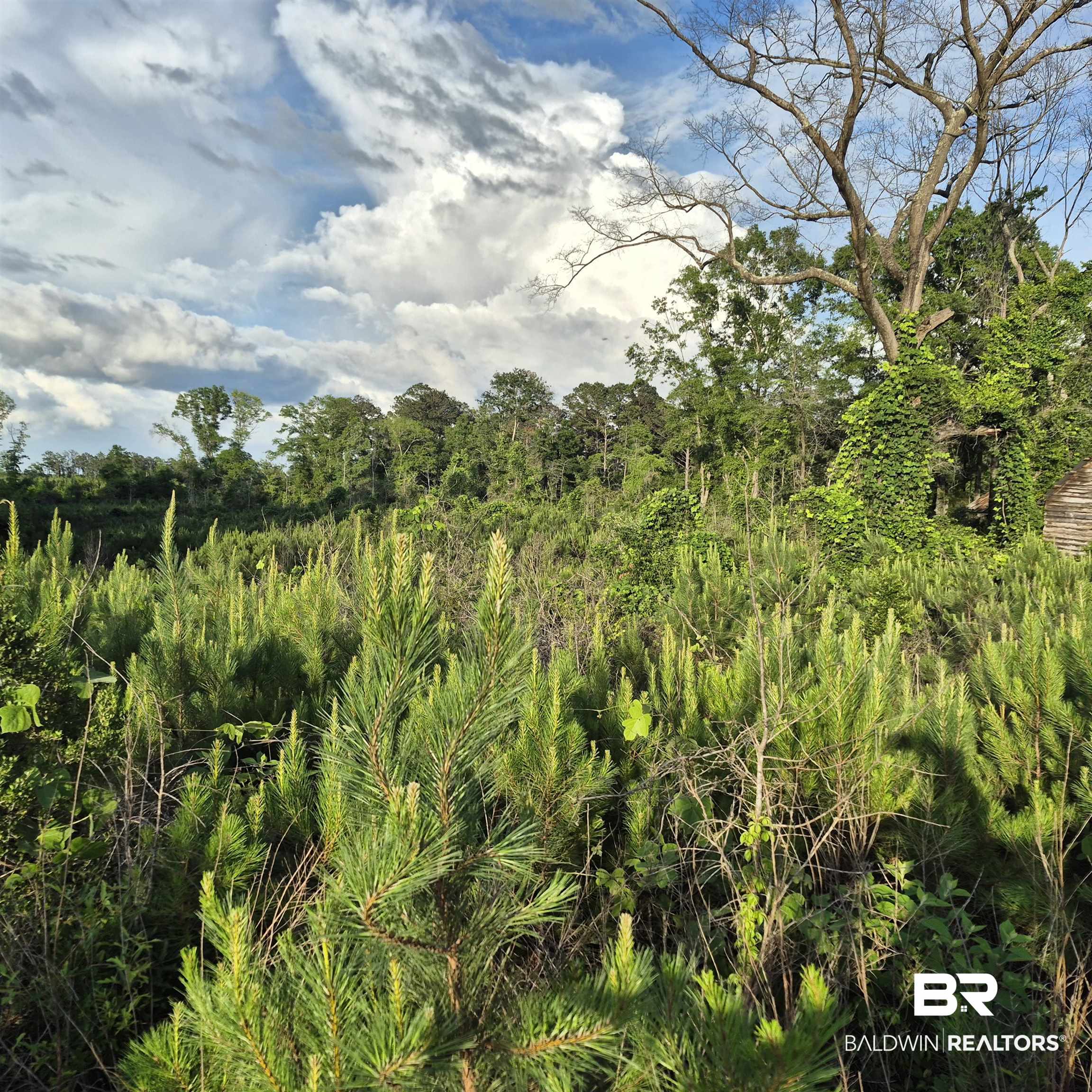 0 Brooklyn Road Evergreen, AL 36401 - Photo 8 of 15
