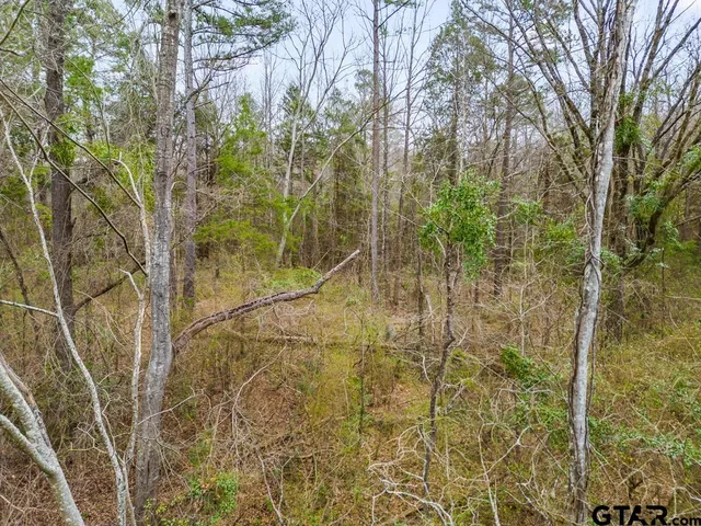 a close up of a bunch of plants