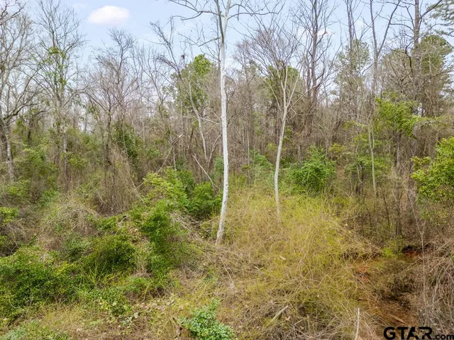 a view of a lake with large trees