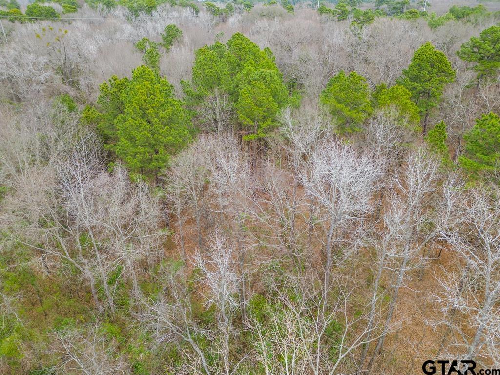 Tbd East Pliler Precise Road Longview, TX 75605 - Photo 10 of 19 a close up of a bunch of plants