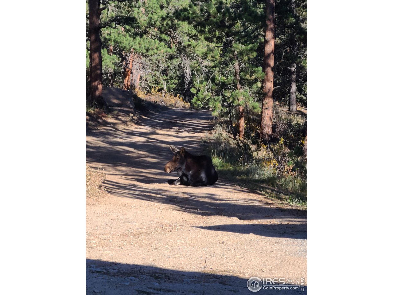 50 Pine Drive Lyons, CO 80540 - Photo 34 of 39 a view of a door of the tree