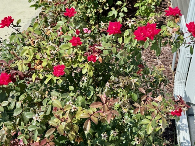 709 North Abbey Road Urbana, IL 61802 - Photo 28 of 30