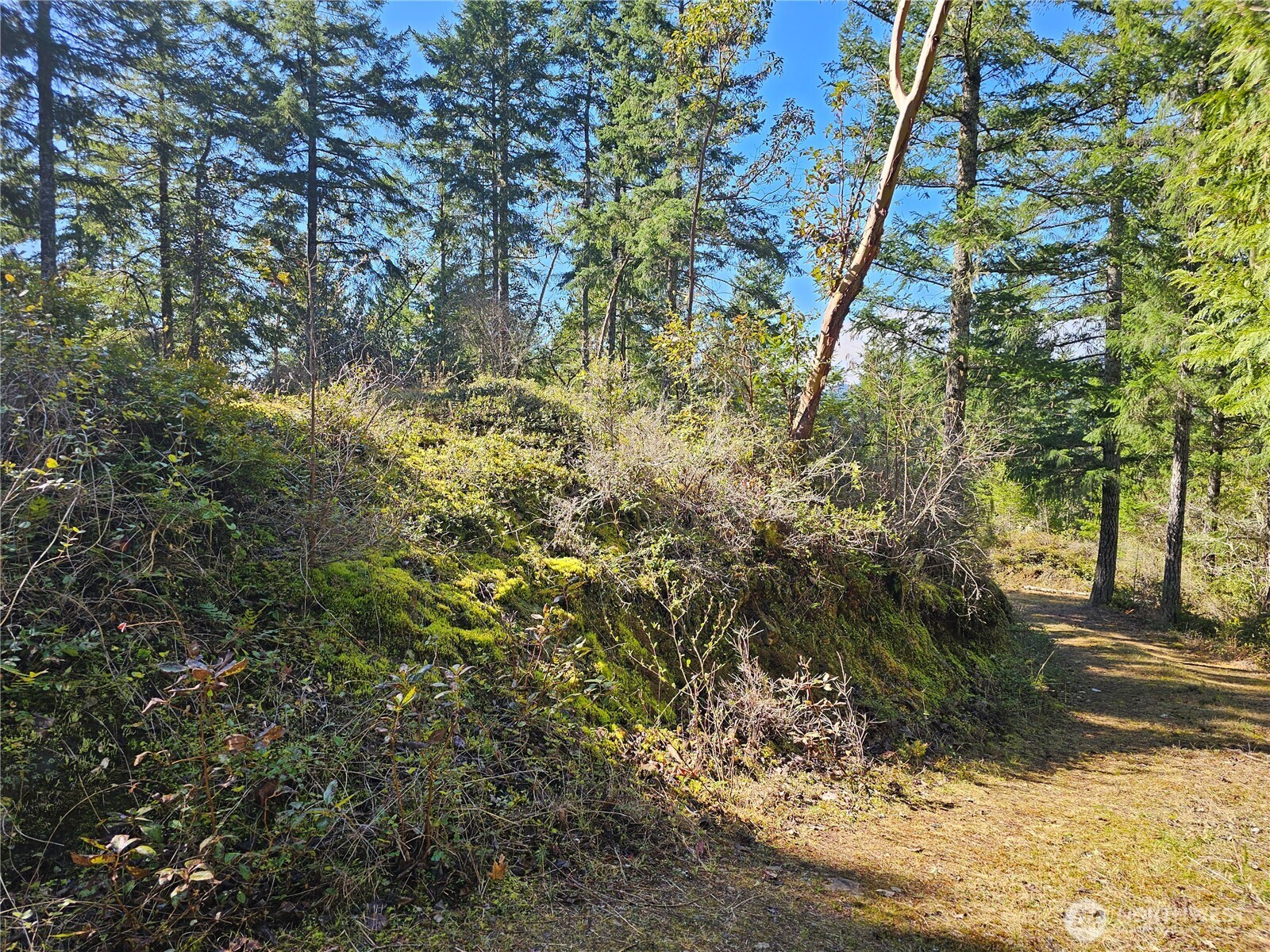 753 Jupiter Loop Brinnon, WA 98320 - Photo 15 of 25 a view of a yard with plants and trees