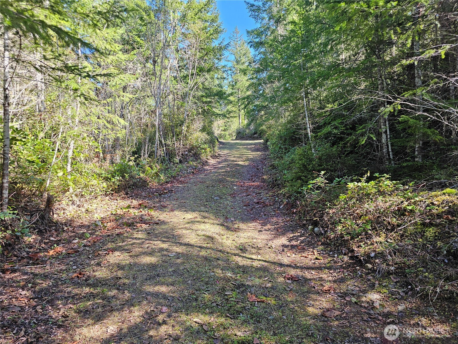 753 Jupiter Loop Brinnon, WA 98320 - Photo 17 of 25 a view of a yard with plants and large trees