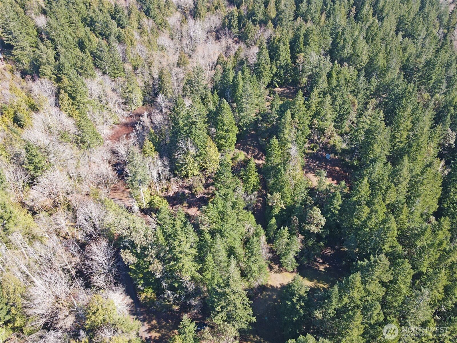 753 Jupiter Loop Brinnon, WA 98320 - Photo 23 of 25 a view of a forest